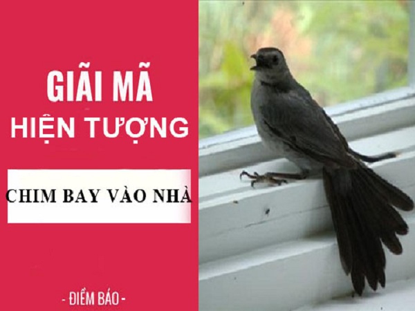 Chim bay vào nhà có điềm báo gì? tốt hay xấu?