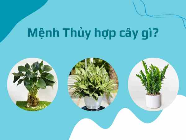 Vai trò của việc chọn cây phong thủy cho phòng làm việc