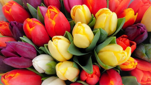 Nhìn thấy hoa tulip có điềm báo lành hay dữ, con số nào may?