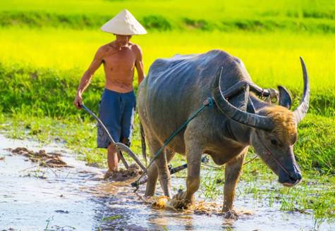 Nhìn thấy nhiều người đang cày ruộng