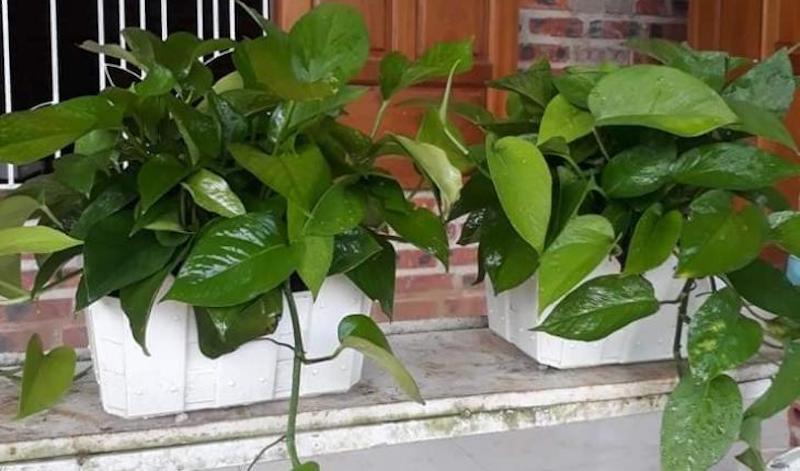 Cây Trầu Bà (Epipremnum aureum)